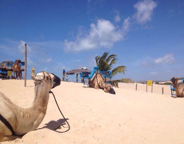 Passeios em Genipabu Passeios em Genipabu